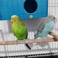 مرغ عشق نر و ماده با وسیله