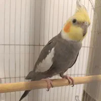 عروس هلندی سخنگو|پرنده|خرمشهر, |دیوار