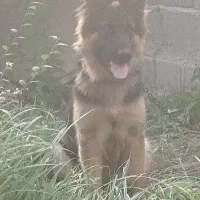 سگ ژرمن ماده