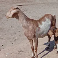 بزدورگ سانن با کره ماده