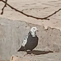 فروش 3عدد کبوتر