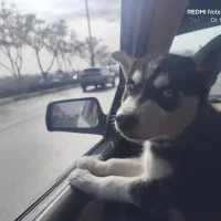 توله هاسکی|سگ|مشهد, کوثر|دیوار