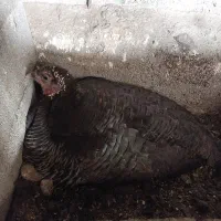 دو عدد بوقلمون کرچ یا کرک درشت و سنگین