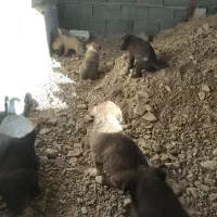 توله های بومی حسابی سالم ....|سگ|جعفرآباد, |دیوار