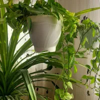 فروش گل طبیعی به علت جابه جایی|گل و گیاه طبیعی|بیرجند, |دیوار