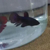 فایتر|ماهی|تبریز, |دیوار