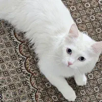 گربه|گربه|تبریز, |دیوار