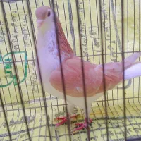 یک جفت کله با ساده زرد کبوتر