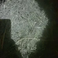 خرده شده|لوازم جانبی حیوانات|خرمآباد, |دیوار