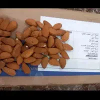 بادم هندی وبادم درختی موجود است