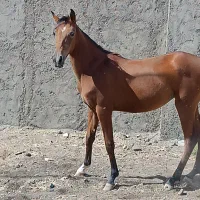 اسب مادیان|اسب و تجهیزات اسب‌سواری|همدان, |دیوار