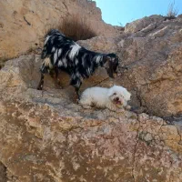 بزغاله نر پاکستانی|حیوانات مزرعه|شاهرود, |دیوار