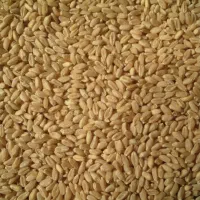 گندم عالی و عمده