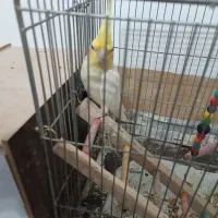 یک جفت عروس هلندی همراه جوجه و تخم|پرنده|نجف‌آباد, دانش|دیوار