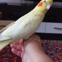 عروس هلندی لوتینوزعفرانی  ماده بالغ|پرنده|مشهد, ادیب نیشابوری (شهرک غرب)|دیوار