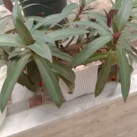 گل و گیاه|گل و گیاه طبیعی|سبزوار, پاسداران|دیوار