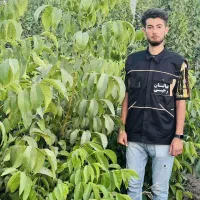 توزیع نهال گردو پیوندی جمال مقاوم به سرما|خدمات باغبانی و درختکاری|فرخ‌شهر, |دیوار