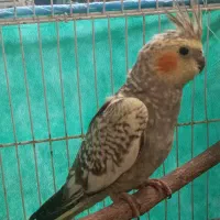 عروس هلندی|پرنده|جم, |دیوار