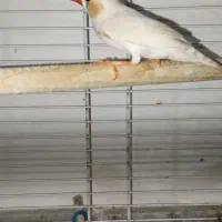 فنچ|پرنده|کلاله, |دیوار