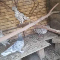 ۱۴ عدد کبوتر