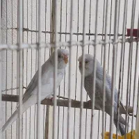 طوطی برزیلی|پرنده|شیراز, کفترک|دیوار