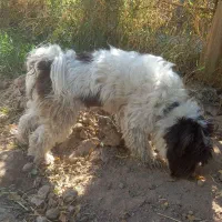 سگ پاکوتاه|سگ|قشلاق دشت, |دیوار