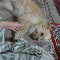 سگ دستی|سگ|کرمانشاه, |دیوار