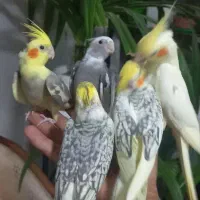 جوجه عروس هلندی