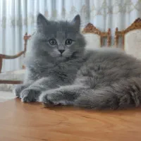 گربه بریتیش سفید و طوسی به فروش میرسد|گربه|بجنورد, |دیوار