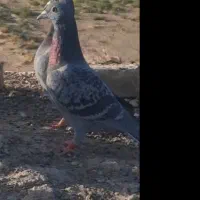 کبوتر