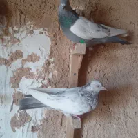 سینه سبز بزن|پرنده|شیراز, ابیوردی|دیوار