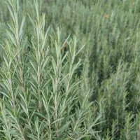 رزماری و اسطوخودس میخوام