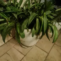 گل آپارتمانی