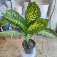 کلی گل خوشگل|گل و گیاه طبیعی|تربت‌حیدریه, قائم|دیوار