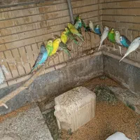مرغ عشق|پرنده|سراوان, |دیوار