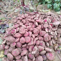 چغندر لبو|خوردنی و آشامیدنی|تاکستان, |دیوار