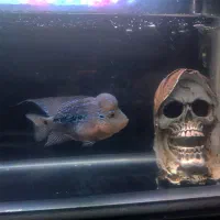 فلاور گرید AA معاوضه