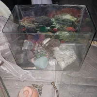 اکواریوم شیشه خم شرکتی معاوضه با عروس هلندی ماده
