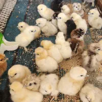 جوجه ابریشمی فول کیفیت