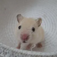 همستر حنایی