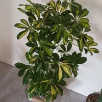 فروش انواع گل و گیاه آپارتمانی