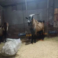 بره ماده بزنرآلپاین معاوضه