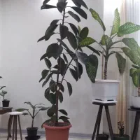 گلدان فیکوس ۳متری