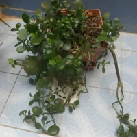 تعدادی گل طبیعی|گل و گیاه طبیعی|یاسوج, |دیوار