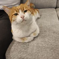 گربه|گربه|یزد, |دیوار