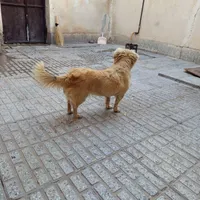 سگ خانگی|سگ|همدان, |دیوار