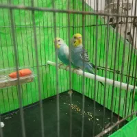 یک جفت مرغ عشق