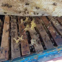 زنبور فشرده ۸قاب به شرط رحیم آباد ، رودسر