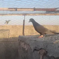 کبوتر فروشی|پرنده|تربت‌حیدریه, پائین ولایت|دیوار