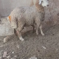 بره نر